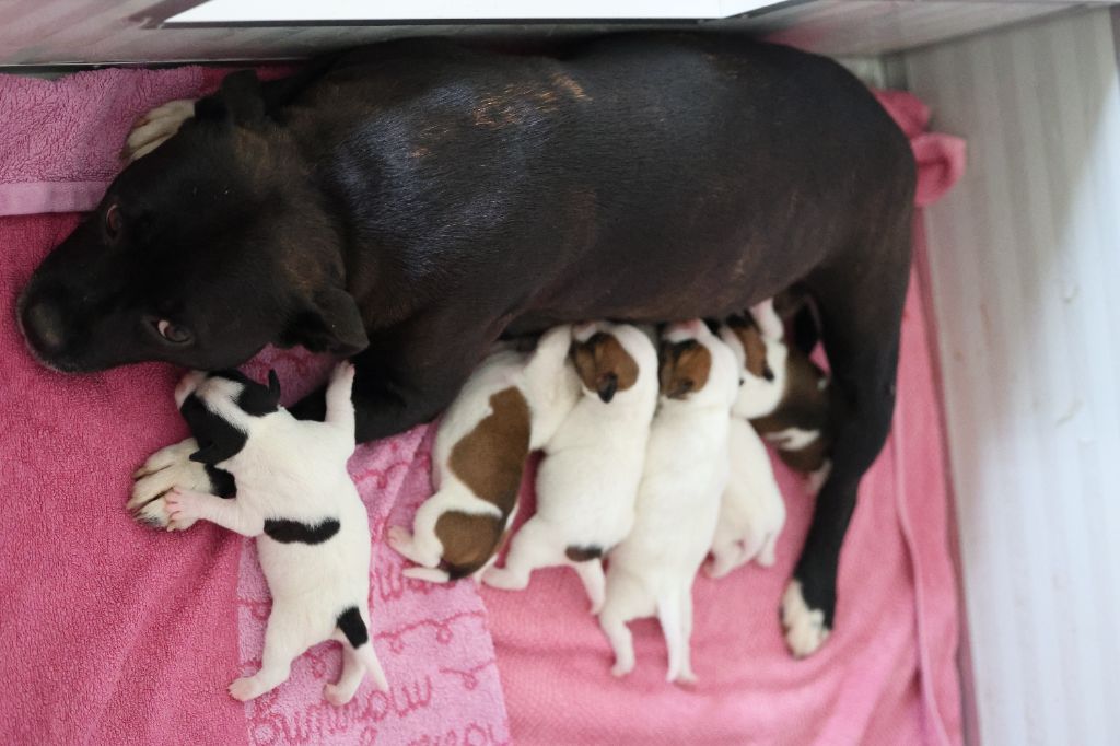 chiot Staffordshire Bull Terrier Du domaine des collines blanches