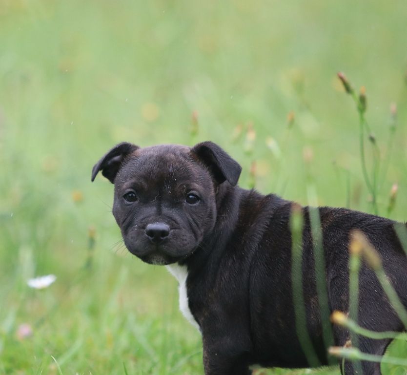 Neytiri babylone's Du domaine des collines blanches