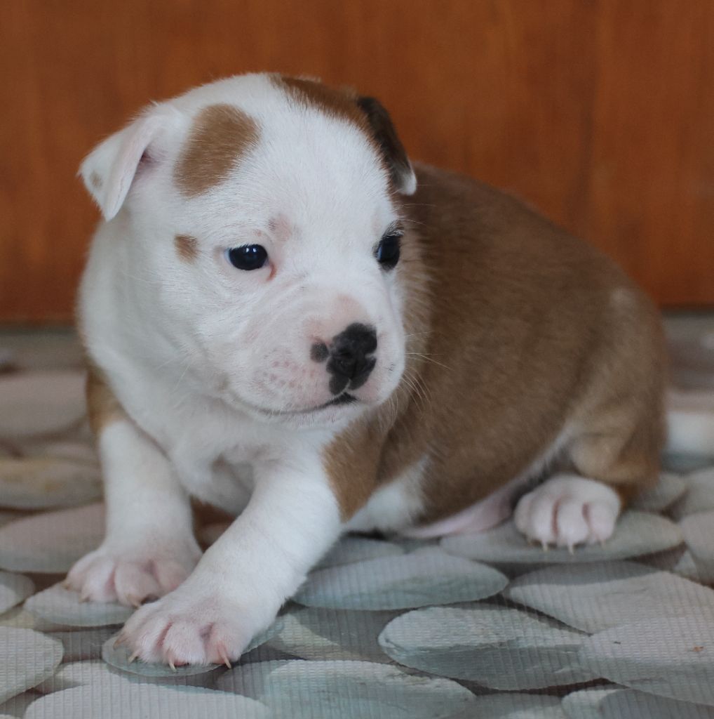 dernier chiot disponible 