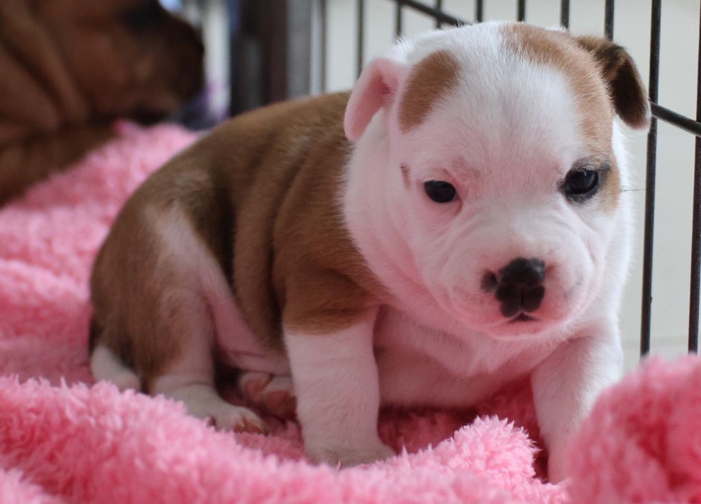 Du domaine des collines blanches - Chiots disponibles - Staffordshire Bull Terrier