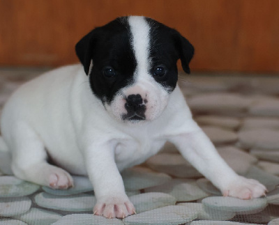 CHIOT 3